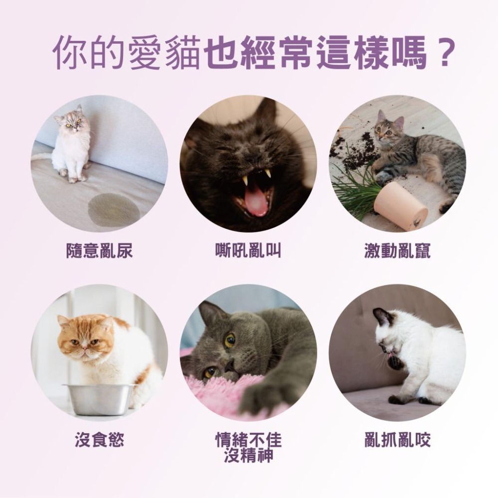 ✨【168汪喵】✨卡默 CAMO 空間魔力 貓用情緒舒緩噴霧 100ml 貓草 貓薄荷 茶胺酸 情緒安撫 貓用品-細節圖3