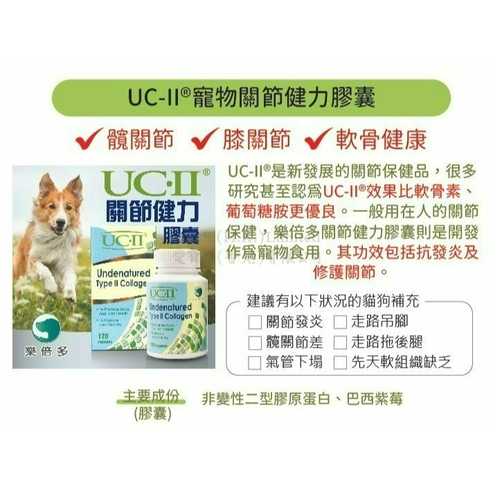 ✨【168汪喵】✨ UC2 樂倍多 公司貨 UC-II/30粒/120粒 UC-2【非變性二型膠原蛋白】-細節圖3