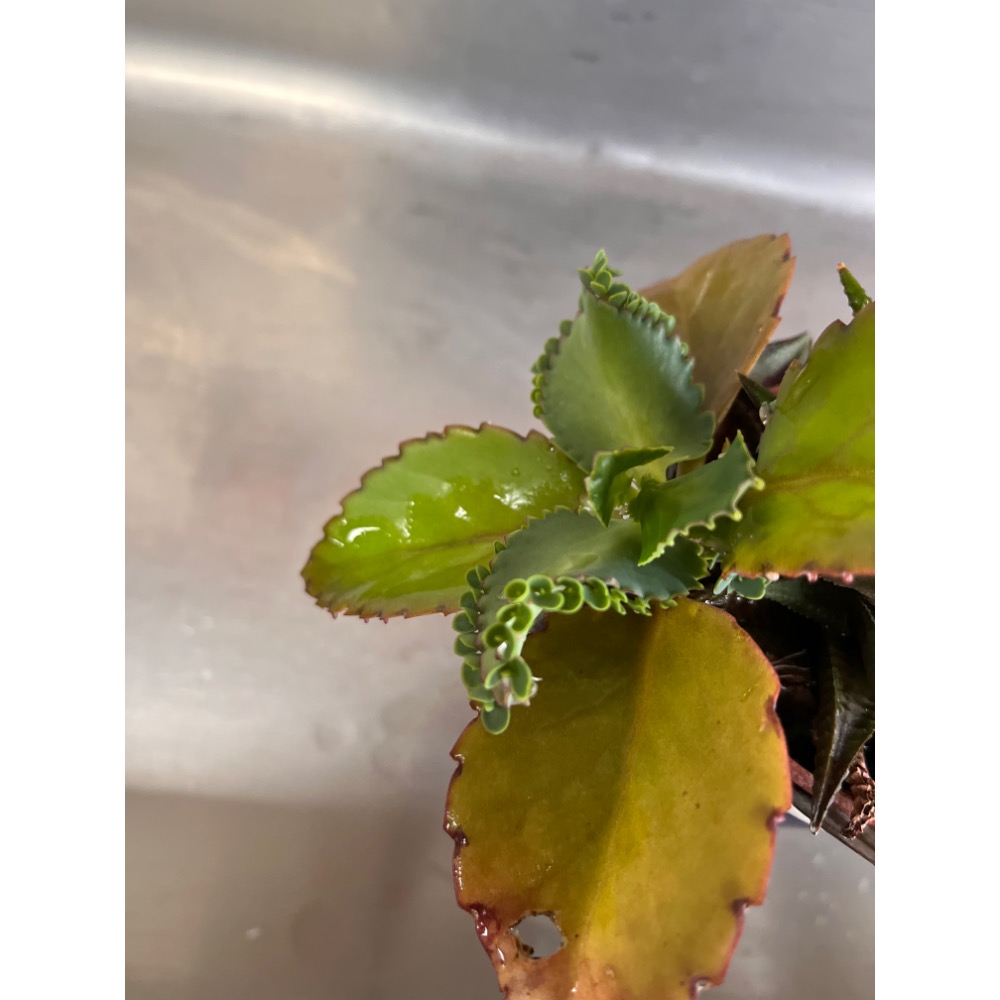 蕾絲姑娘-細節圖2