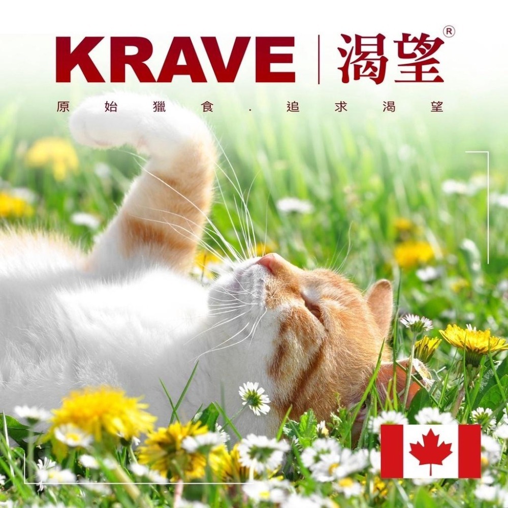 ~Petroyal~ 加拿大 KRAVE 渴望貓飼料 1kg 2kg 5.4kg 渴望 貓飼料 無穀貓飼料 渴望-細節圖6