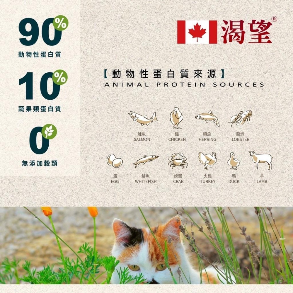~Petroyal~ 加拿大 KRAVE 渴望貓飼料 1kg 2kg 5.4kg 渴望 貓飼料 無穀貓飼料 渴望-細節圖7