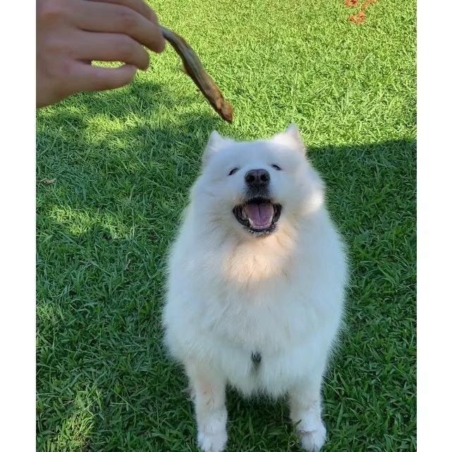 ~Petroyal~ CHIKEN 奇啃 天然原型凍乾零食30g 開袋即食 天然無負擔 犬貓零食-細節圖5