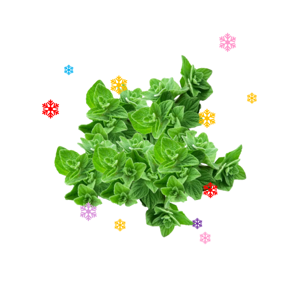 ֍波波喜悅֍ 正品 -NF牛至油 Oregano Oil，香芹酚高達80% 60粒,  Dr伯格推薦-細節圖3