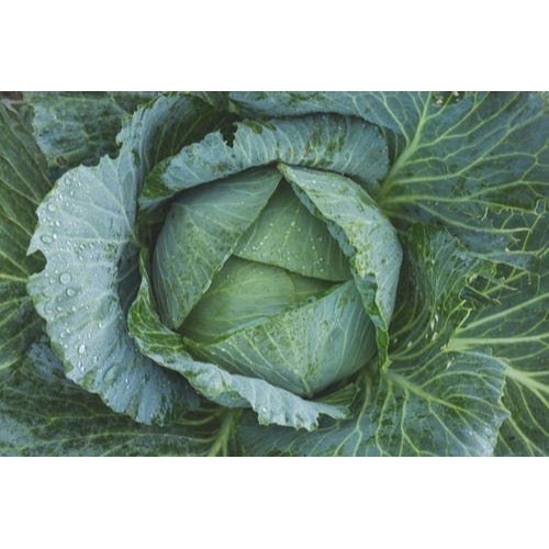 脫水高麗菜乾-細節圖3