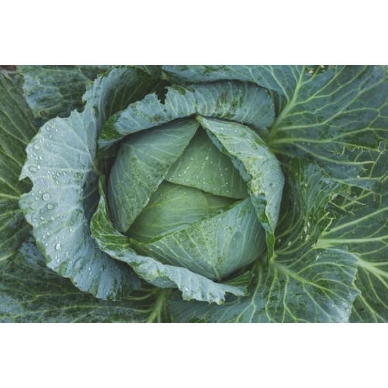 抗漲特區↘防疫蔬菜包3入（買1送3）防疫不求人-細節圖7