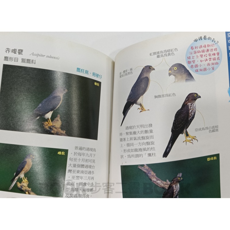 【二手書籍】《苗栗縣政府》苗栗縣校園常見鳥類解說手冊 周大慶-細節圖5