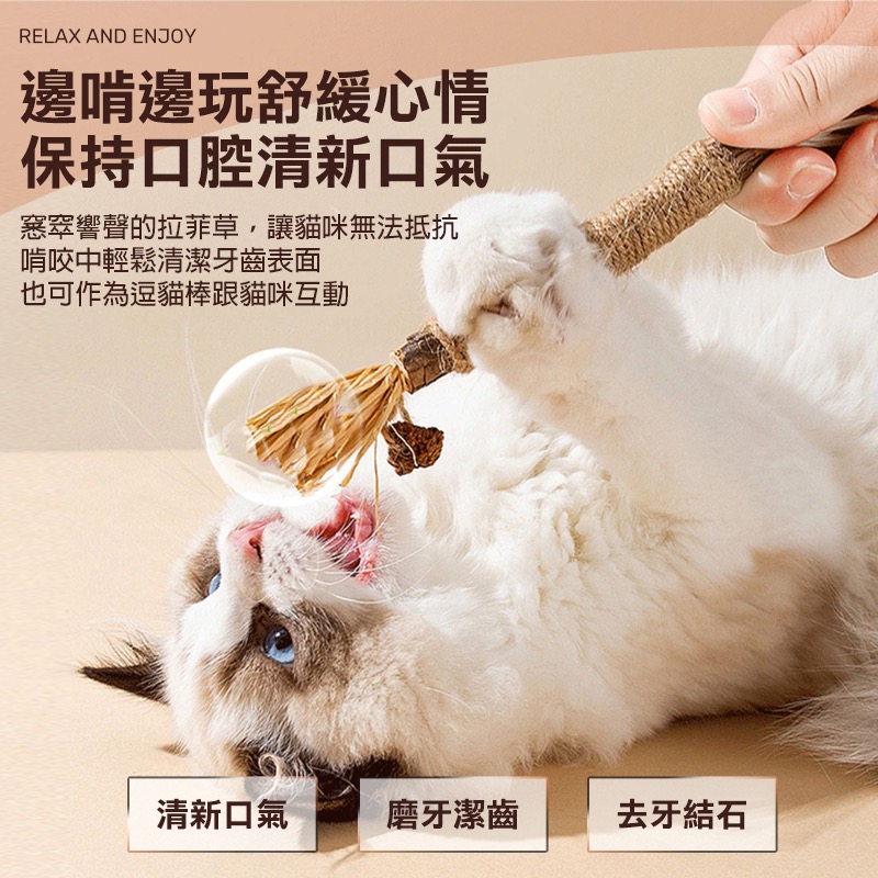 木天蓼磨牙棒 貓咪磨牙棒 木天蓼棒 拉菲草 木天蓼 蟲癭果 貓咪潔牙 貓 磨牙玩具 貓咪用品 貓咪磨牙玩具 KA0042-細節圖7