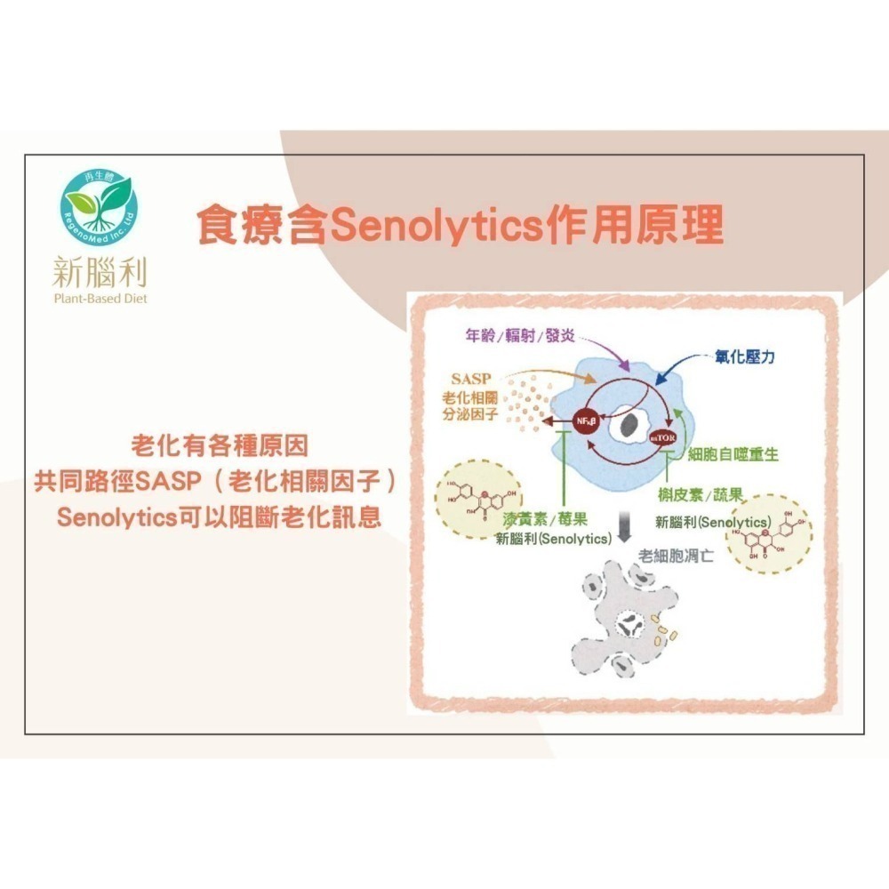 【3+1優惠】新腦利 莓果醬/蔬果醬 110g/包(每盒3包) 槲皮素｜漆黃素#調整體質-細節圖7