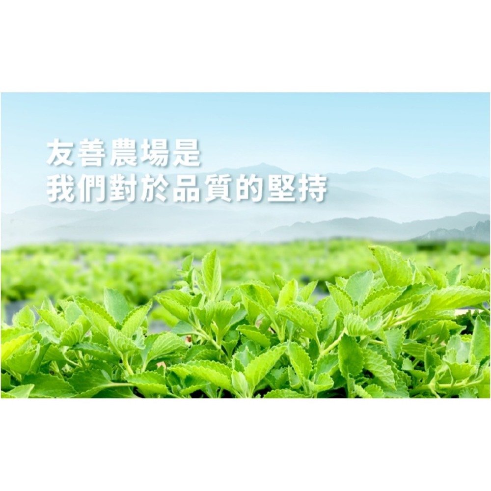 【安朗良品】富泉香恩花茶罐裝 – 藿香茶(12包/罐) 台灣在地  純天然草本複方 無咖啡因  舒暢 體內環保-細節圖3