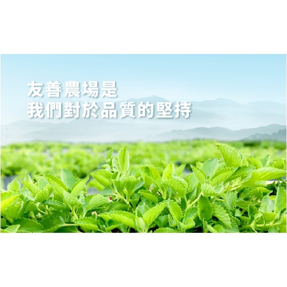 【安朗良品】富泉香恩花茶罐裝 – 藿香茶(12包/罐) 台灣在地  純天然草本複方 無咖啡因  舒暢 體內環保-細節圖3