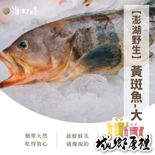 《澎湖名產》海口峰【澎湖野生】黃斑魚-大 450-500g