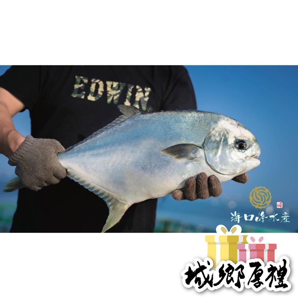 《澎湖名產》海口峰【澎湖野生】黃金鯧魚 550-600g-細節圖2