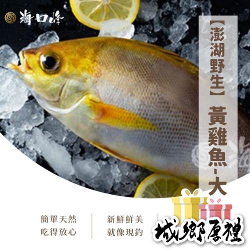 《澎湖名產》海口峰【澎湖野生】黃雞魚 黃雞仔-大 300-350g