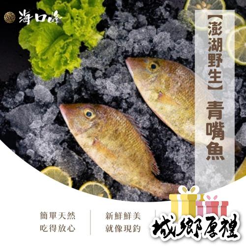 《澎湖名產》海口峰【澎湖野生】 青嘴魚 150-200g