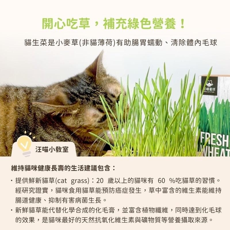 【3隻貓】汪喵星球 貓草新鮮栽培盒🟡貓草 小麥草 狗草 新鮮栽培盒1入-細節圖4