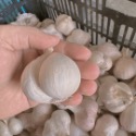 龜瓣蒜球