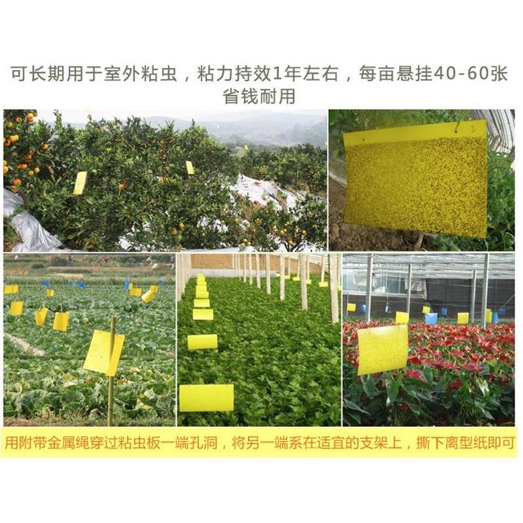 20片【小魚生活館台灣現貨】黃藍兩色黏蟲板 誘蟲板 抓果蠅蒼蠅小飛蟲 園藝用品菜園果園 庭院農作物-細節圖2
