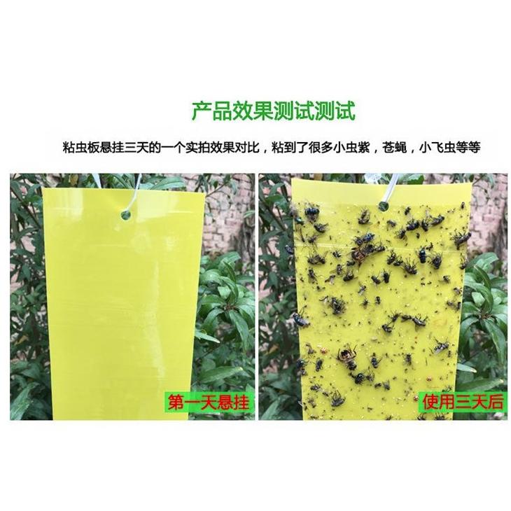 20片【小魚生活館台灣現貨】黃藍兩色黏蟲板 誘蟲板 抓果蠅蒼蠅小飛蟲 園藝用品菜園果園 庭院農作物-細節圖3