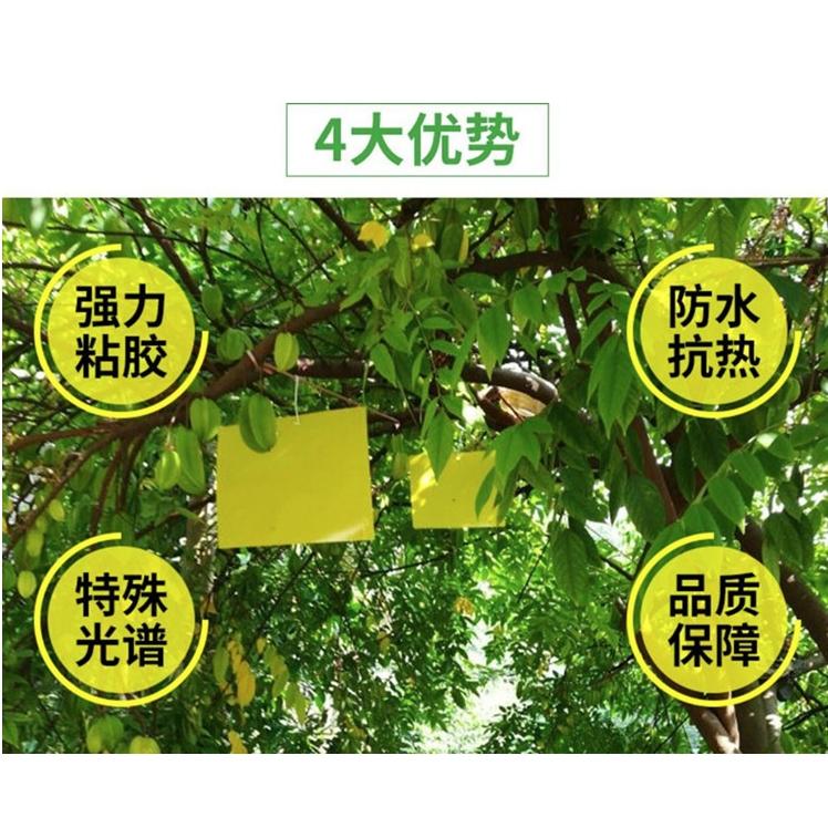 20片【小魚生活館台灣現貨】黃藍兩色黏蟲板 誘蟲板 抓果蠅蒼蠅小飛蟲 園藝用品菜園果園 庭院農作物-細節圖4