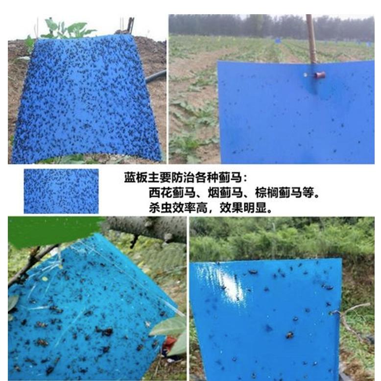20片【小魚生活館台灣現貨】黃藍兩色黏蟲板 誘蟲板 抓果蠅蒼蠅小飛蟲 園藝用品菜園果園 庭院農作物-細節圖5