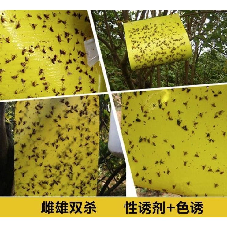 20片【小魚生活館台灣現貨】黃藍兩色黏蟲板 誘蟲板 抓果蠅蒼蠅小飛蟲 園藝用品菜園果園 庭院農作物-細節圖6