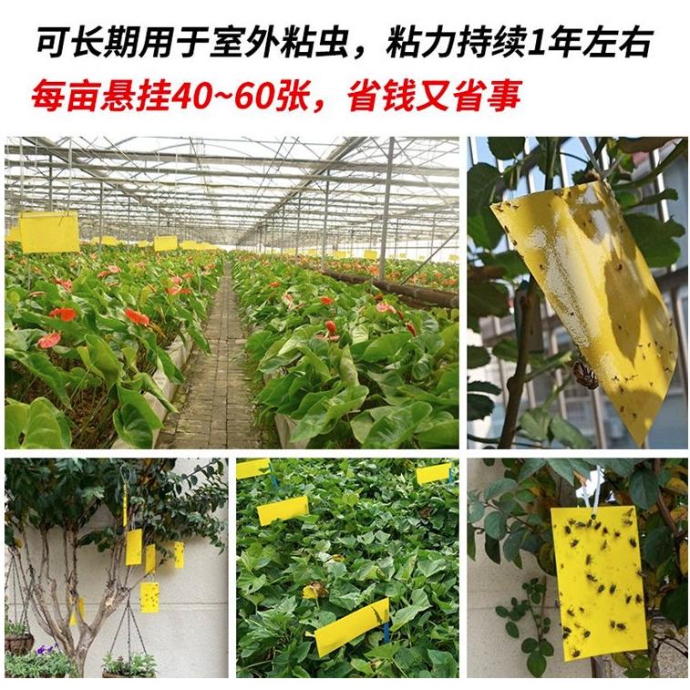 20片【小魚生活館台灣現貨】黃藍兩色黏蟲板 誘蟲板 抓果蠅蒼蠅小飛蟲 園藝用品菜園果園 庭院農作物-細節圖7
