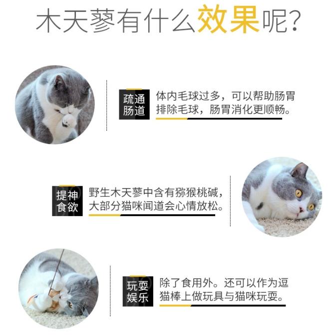 5支裝【小魚生活館台灣現貨】貓咪潔牙木天蓼棒 磨牙棒 貓咪玩具-細節圖2