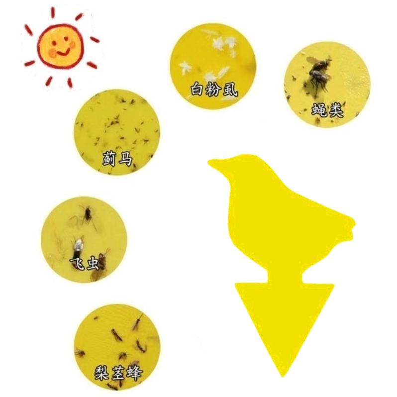 20片【小魚生活館台灣出貨】插卡式雙面捕蟲板 黏蟲板誘蟲板 果園盆栽家庭植物強力黏蟲 果蠅粉蝨芽蟲害蟲-細節圖3
