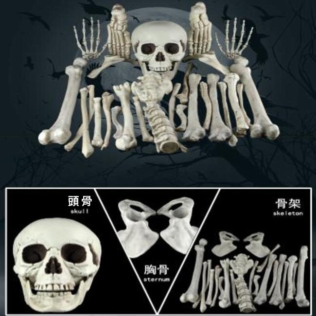 人體骨片 萬聖節 骷髏骨架包(28片) 骷髏頭 骨頭 散骨 白骨 人體模型 密室逃脫 鬼屋布置-細節圖3