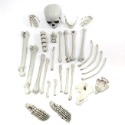 人體骨片 萬聖節 骷髏骨架包(28片) 骷髏頭 骨頭 散骨 白骨 人體模型 密室逃脫 鬼屋布置-規格圖8