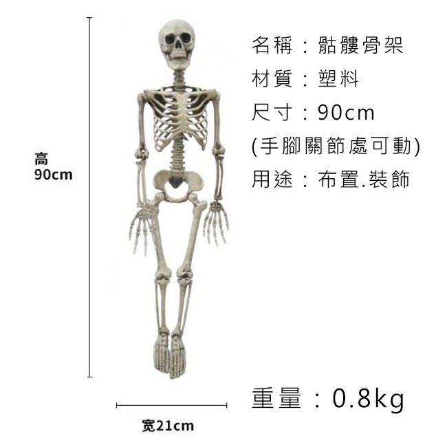 萬聖節 全身骷髏 (90cm) 造型骷髏頭 骷髏骨架 人體骷顱頭 人體模型 布置 鬼屋 整人【W44001203】-細節圖2