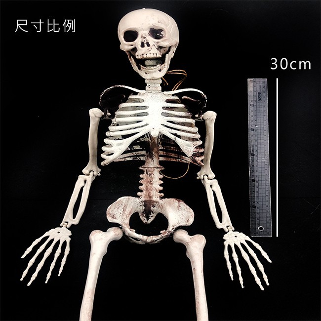 萬聖節 全身骷髏 (90cm) 造型骷髏頭 骷髏骨架 人體骷顱頭 人體模型 布置 鬼屋 整人【W44001203】-細節圖3