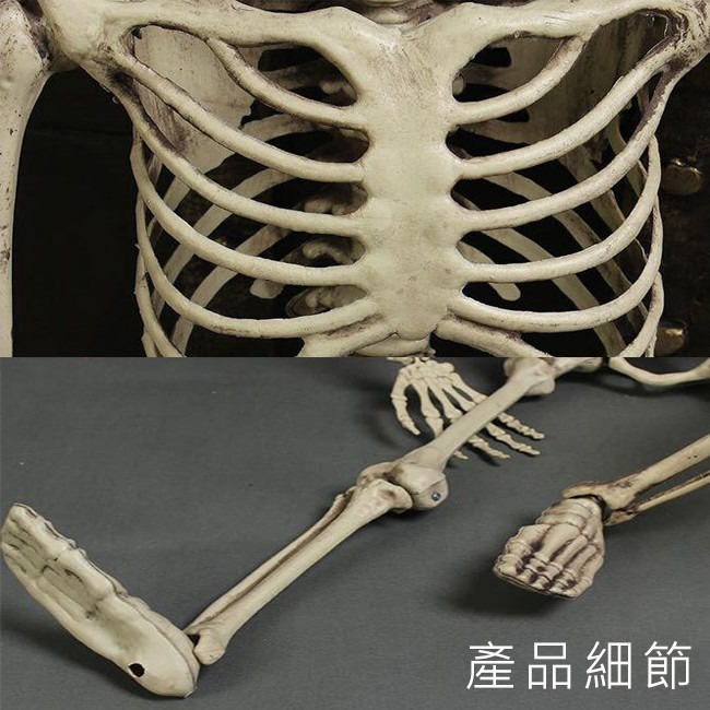 萬聖節 全身骷髏 (90cm) 造型骷髏頭 骷髏骨架 人體骷顱頭 人體模型 布置 鬼屋 整人【W44001203】-細節圖4