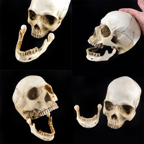 分離式頭骨 (大號) 成人頭骨 假頭骨 裝飾骷顱 上下顎分離頭骨 萬聖節 仿真 骷顱頭 骷髏頭【W66000102】