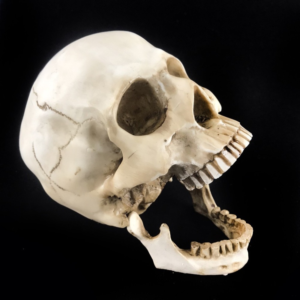分離式頭骨 (大號) 成人頭骨 假頭骨 裝飾骷顱 上下顎分離頭骨 萬聖節 仿真 骷顱頭 骷髏頭【W66000102】-細節圖7