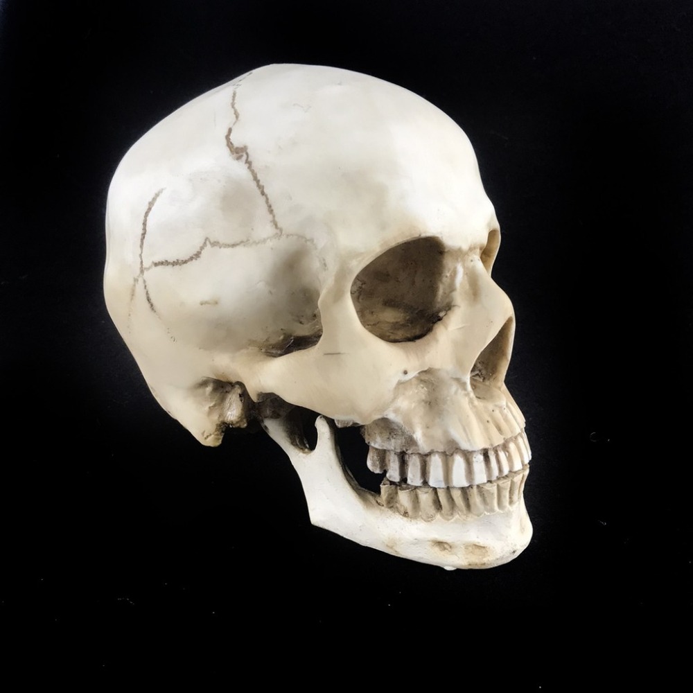 分離式頭骨 (大號) 成人頭骨 假頭骨 裝飾骷顱 上下顎分離頭骨 萬聖節 仿真 骷顱頭 骷髏頭【W66000102】-細節圖8