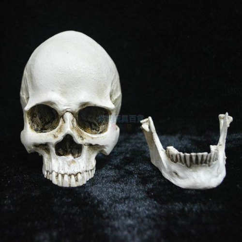 可分離款(小號) 頭骨 骷顱 假頭骨 上下顎分離頭骨萬聖節 高質量仿真 骷顱頭 骷髏頭 搞怪/惡搞【W66000301】