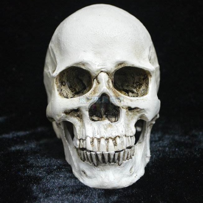 可分離款(小號) 頭骨 骷顱 假頭骨 上下顎分離頭骨萬聖節 高質量仿真 骷顱頭 骷髏頭 搞怪/惡搞【W66000301】-細節圖2