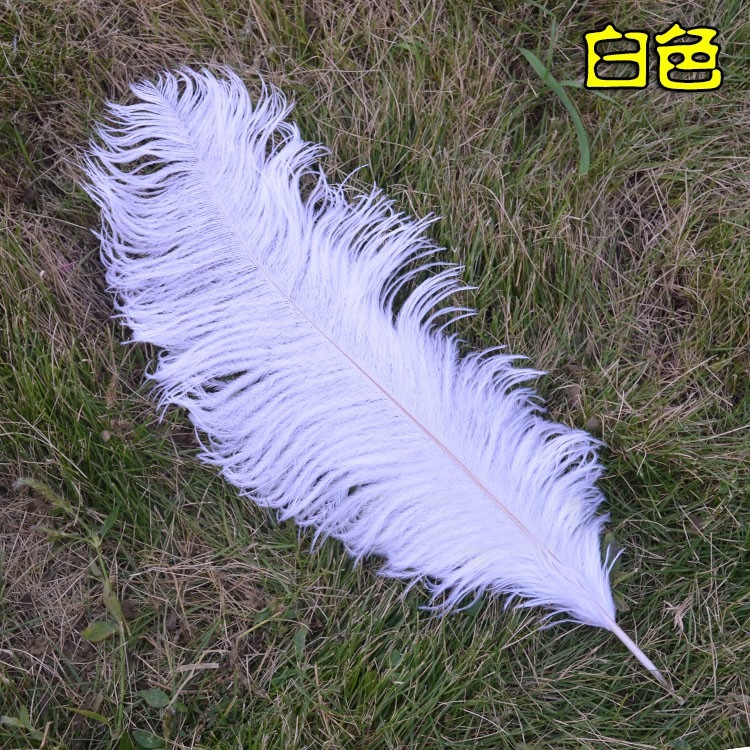 5色 羽毛 鴕鳥羽毛 (40-45cm)DIY配件 硬羽毛 天然羽毛 軟羽毛 彩色羽毛 鴕鳥毛【P550021】-細節圖7