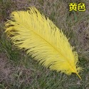 5色 羽毛 鴕鳥羽毛 (40-45cm)DIY配件 硬羽毛 天然羽毛 軟羽毛 彩色羽毛 鴕鳥毛【P550021】-規格圖7