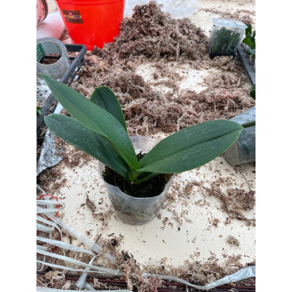 第一名🥇（3.5吋蝴蝶蘭植株）🔥人氣NO1🔥-規格圖2