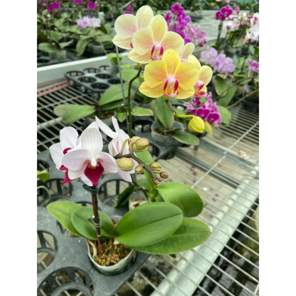 第一名🥇（3.5吋蝴蝶蘭植株）🔥人氣NO1🔥-規格圖2