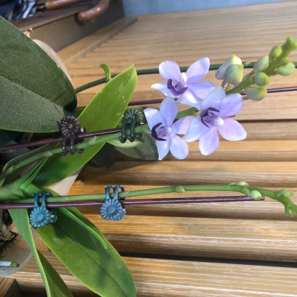 開花株～*紫式部-小紫花（3吋蝴蝶蘭植株）-細節圖2