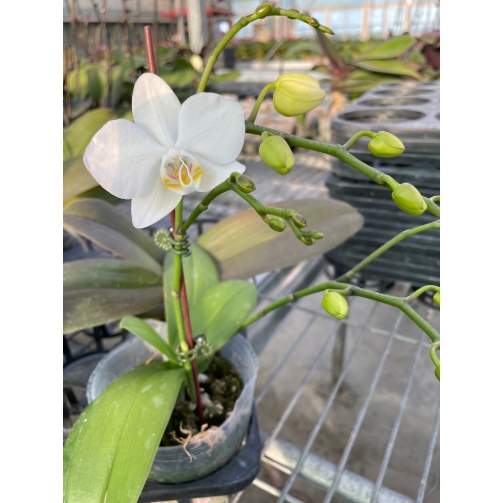 台灣阿嬤（3.5吋蝴蝶蘭植株）-細節圖3