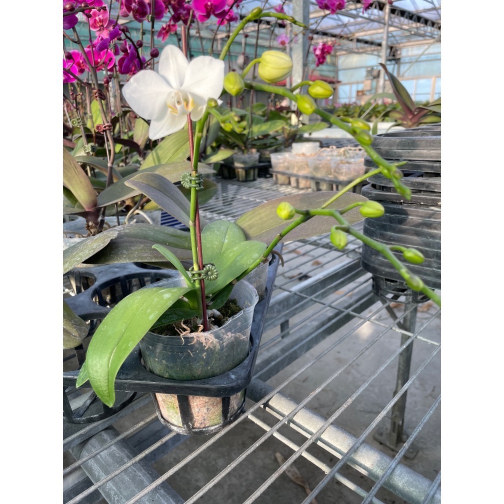 台灣阿嬤（3.5吋蝴蝶蘭植株）-細節圖4