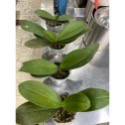 台灣阿嬤（3.5吋蝴蝶蘭植株）-規格圖4