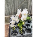 台灣阿嬤（3.5吋蝴蝶蘭植株）-規格圖4