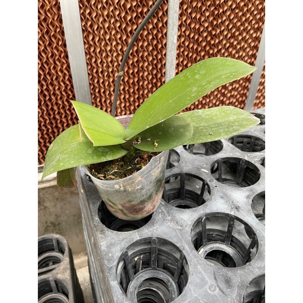 台灣阿嬤（3.5吋蝴蝶蘭植株）-規格圖4