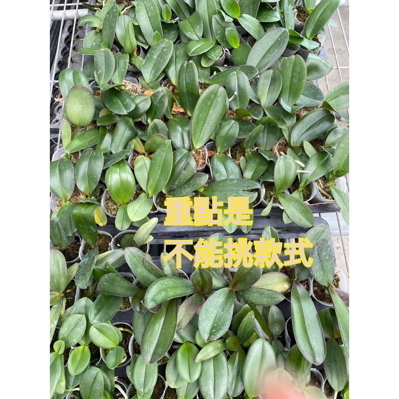 （新手練功）1.7吋蝴蝶蘭苗株-不能挑款式（自己可換2.5吋）-細節圖2