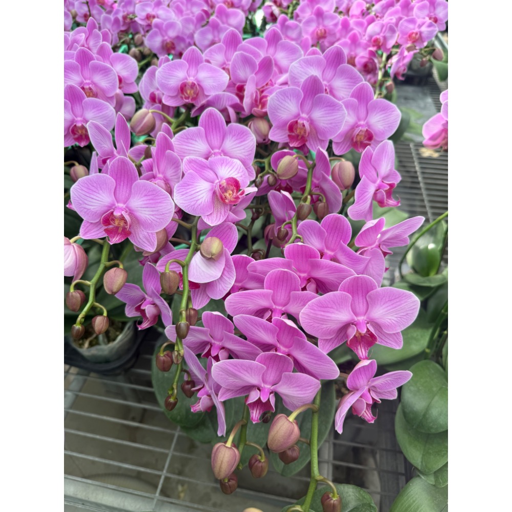 粉鑽（3.5吋蝴蝶蘭成熟植株）-細節圖2
